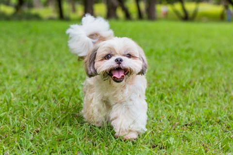 shih tzu che cammina