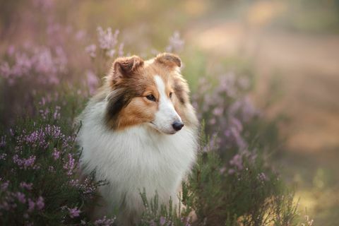 cane pastore delle Shetland