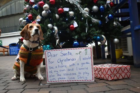 Battersea Cani e gatti Home - lettera a Babbo Natale - Darcy