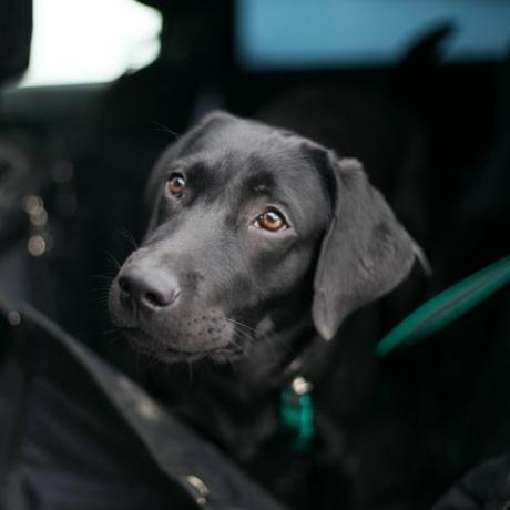 labrador nero