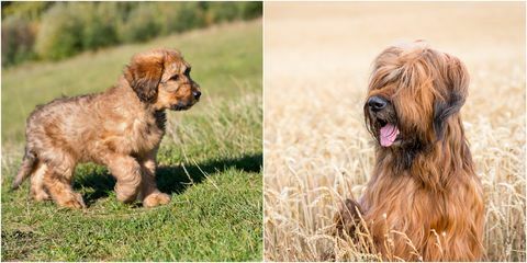 cane briard come cucciolo e adulto