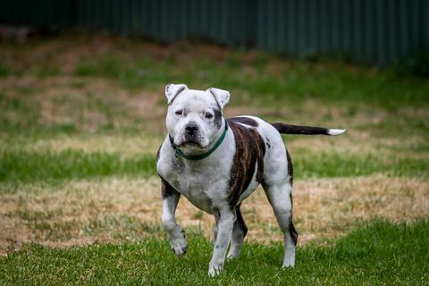 Shaffordshire bull terrier - i migliori cani per lavorare da casa