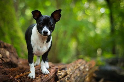 Chihuahua di Jack Russell che sta su un ceppo di albero