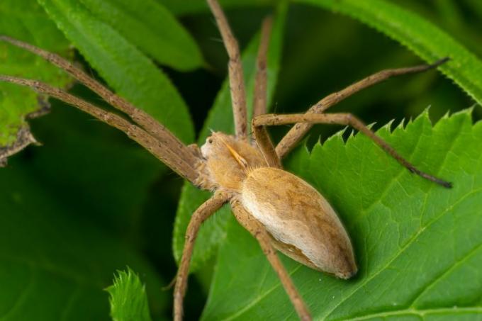 ragno granchio che corre, maschio adulto, della famiglia dei philodromidae