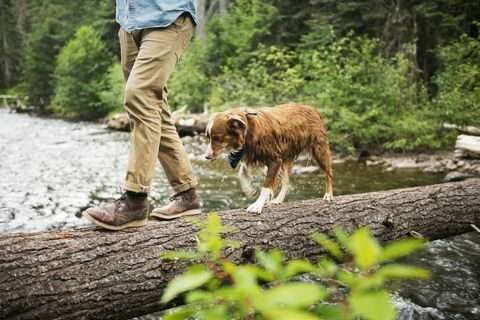 sezione bassa dell'uomo che cammina con il cane sull'albero caduto sul fiume