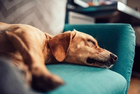 Cane che dorme su un divano