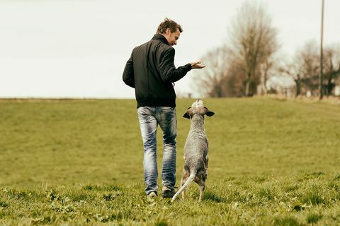 Incoraggiare i cani da compagnia li aiuta a risolvere meglio i problemi - Suggerimenti per l'addestramento dei cani