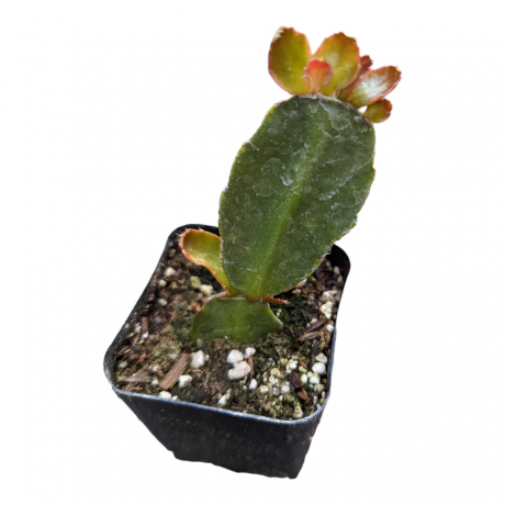 Rhipsalidopsis gaertneri Cactus di Pasqua