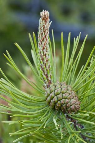 Pino Lodgepole (Pinus contorta) con un cono di seme femminile immaturo