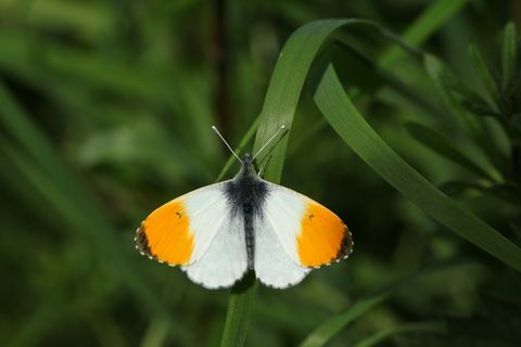 una nuova emersione maschio arancione farfalla farfalla anthocharis cardamine arroccate su un filo d'erba