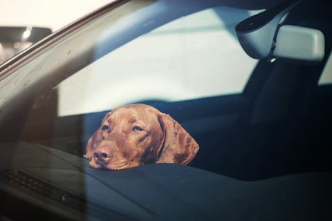 cane triste lasciato solo in macchina chiusa a chiave