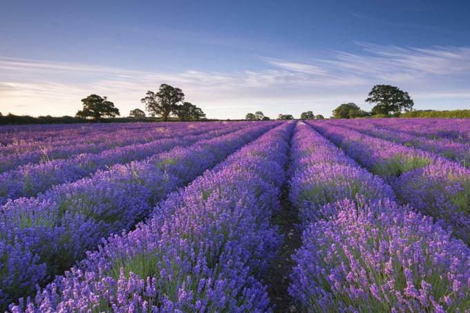 Azzurri, Pianta, Viola, Lavanda, Albero, Campo, Agricoltura, Azienda agricola, Lavanda, 