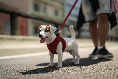 Cane che cammina in città