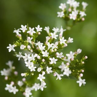 erba di ansia di valeriana