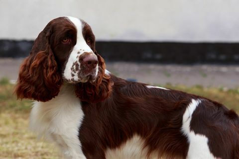 Springer Spaniel inglese