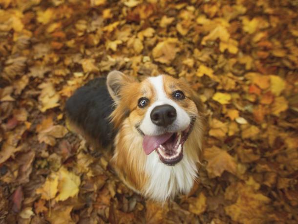 cane pembroke welsh corgi molto felice dai capelli lunghi e soffice seduto in alcune vivaci foglie autunnali, con la lingua che pende fuori dal lato della bocca in un sorriso sciocco