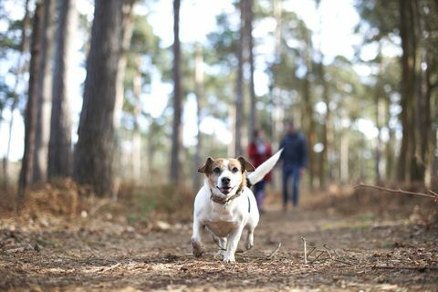 5 consigli di esperti per camminare più consapevolmente con il tuo cane